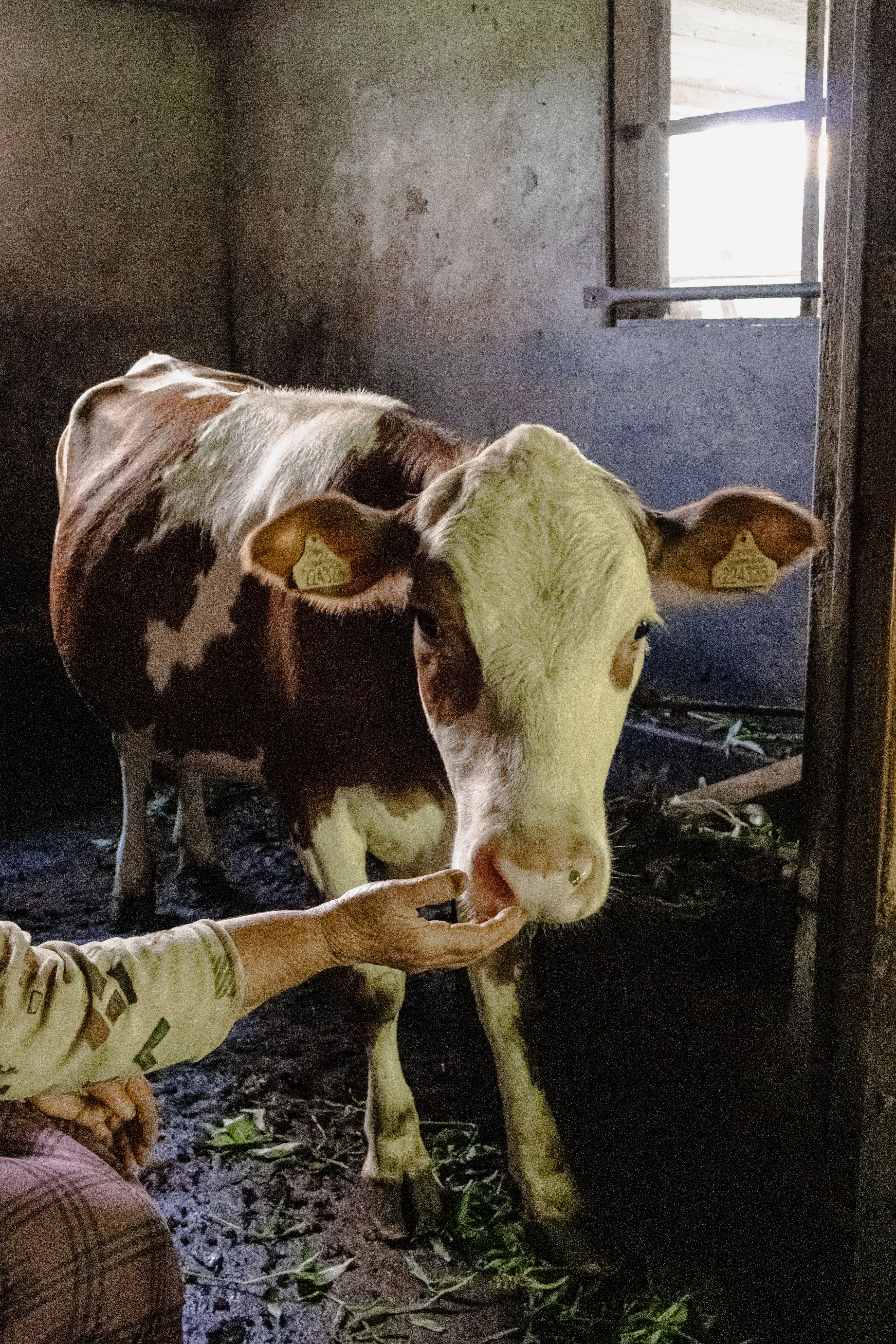 Feeding a Cow in a Traditional Turkish Barn · Free Stock Photo