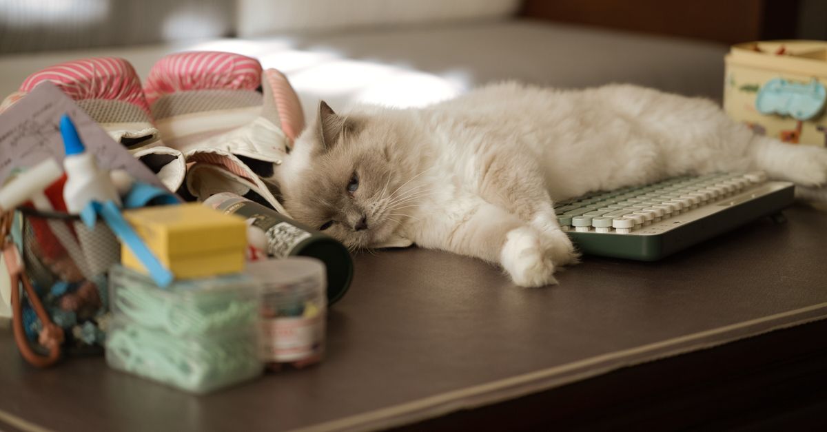 10 Essential Tips for Creating a Pet-Friendly Home Office