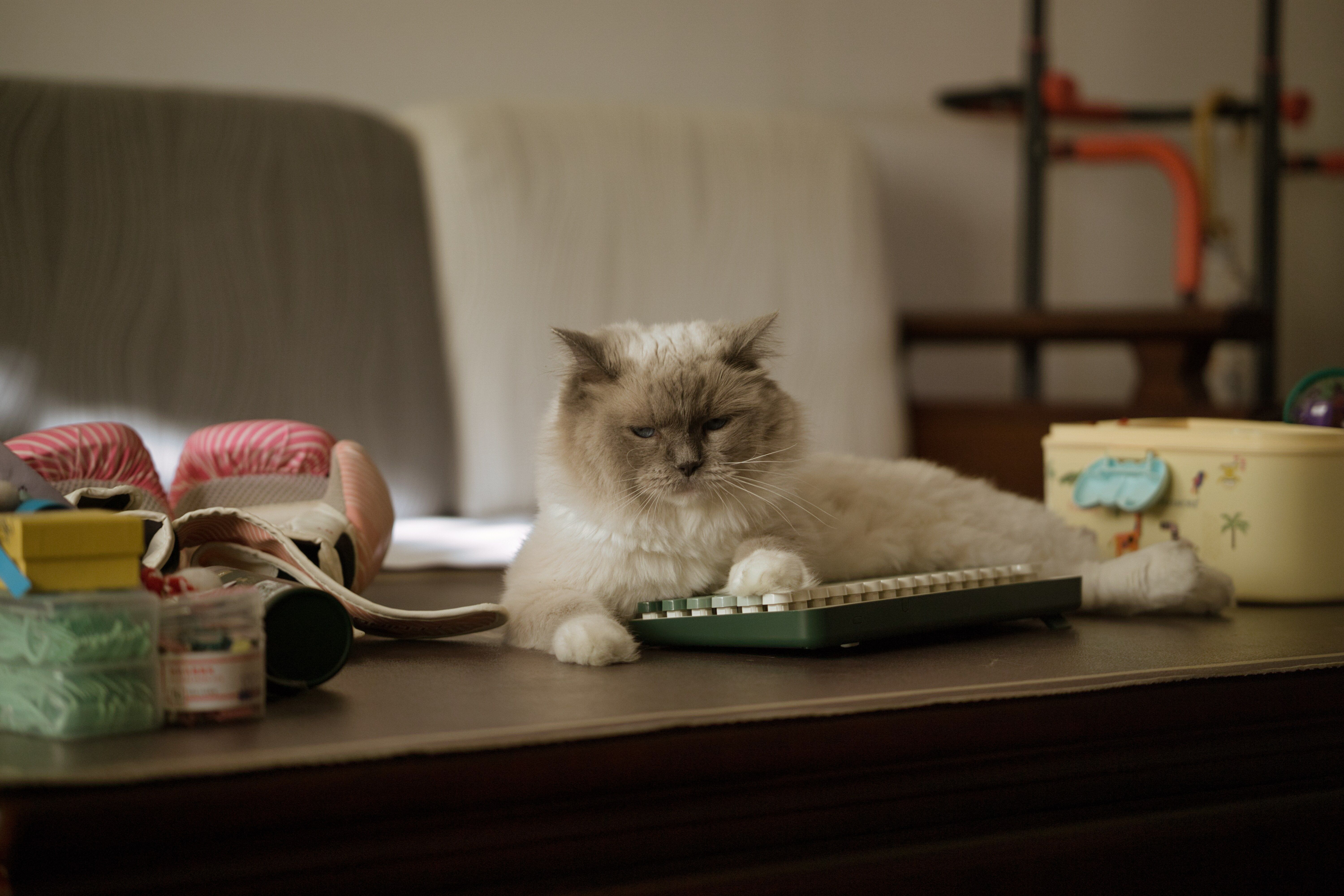 Cute fluffy cat lounging on a desk with a vintage keyboard, indoors.