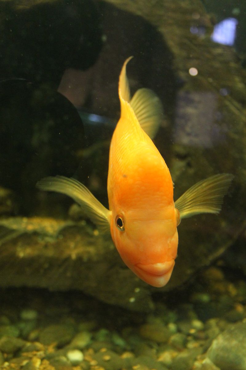 Fish Front Photos, Download The BEST Free Fish Front Stock Photos & HD ...