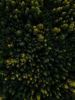 Stunning aerial shot capturing the lush green forest canopy in Estonia, perfect for nature enthusiasts.