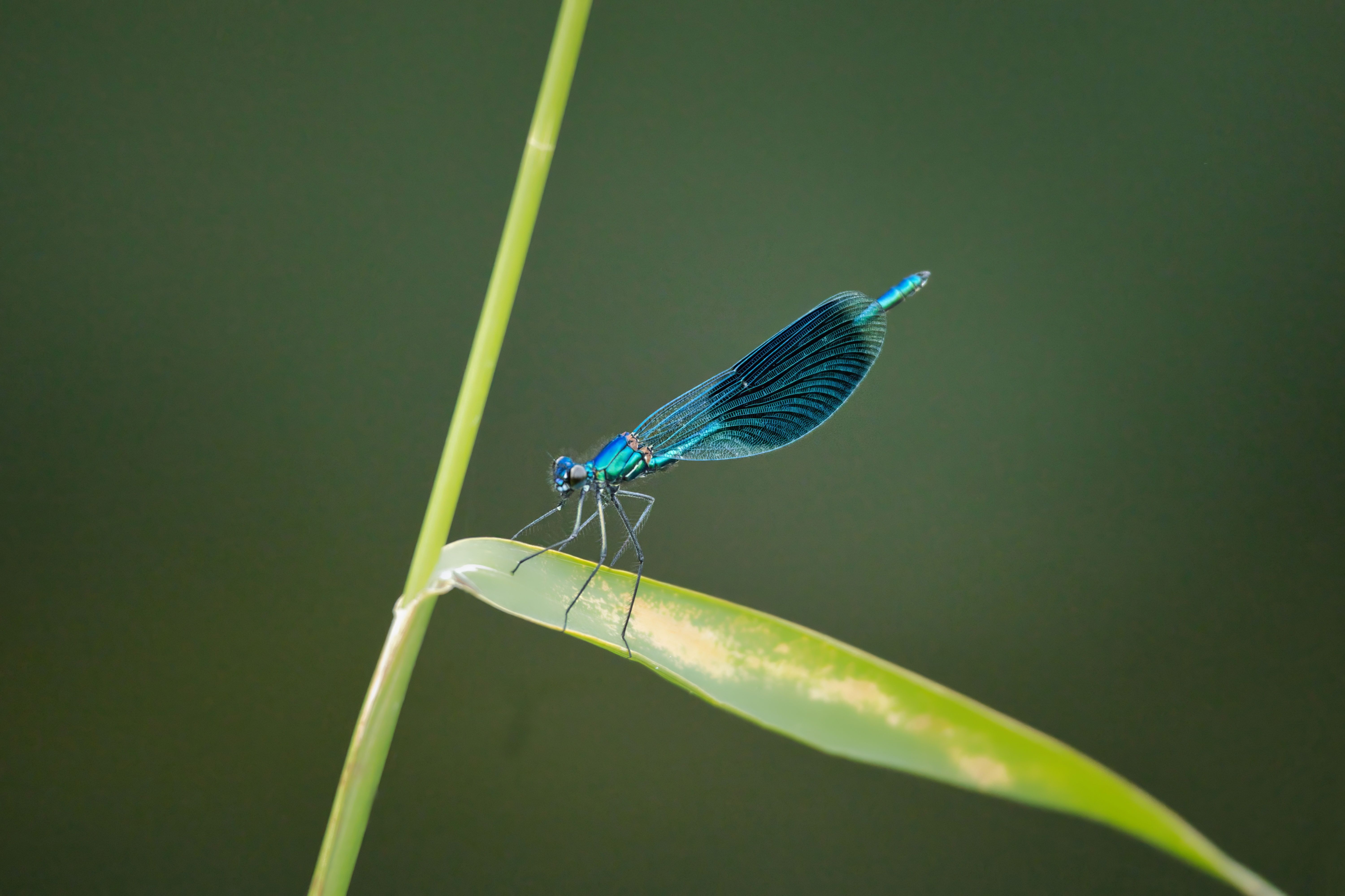 Elegant Dragonfly Perched on a Leafy Twig · Free Stock Photo