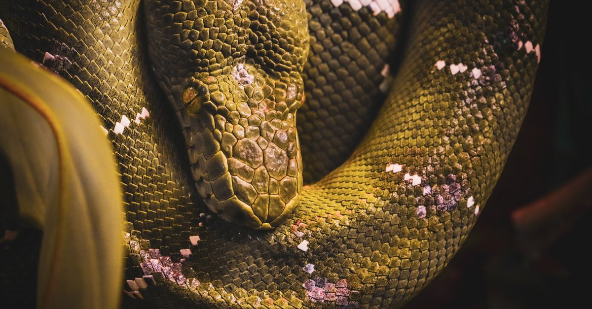 Python Rain Forest Close-up of a Green Tree Python Resting · Free Stock Photo