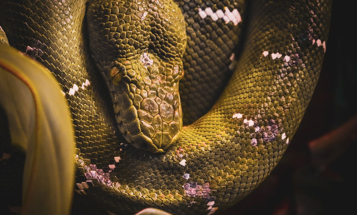 Green Python Close Up Close-up of a Green Tree Python Resting · Free Stock Photo