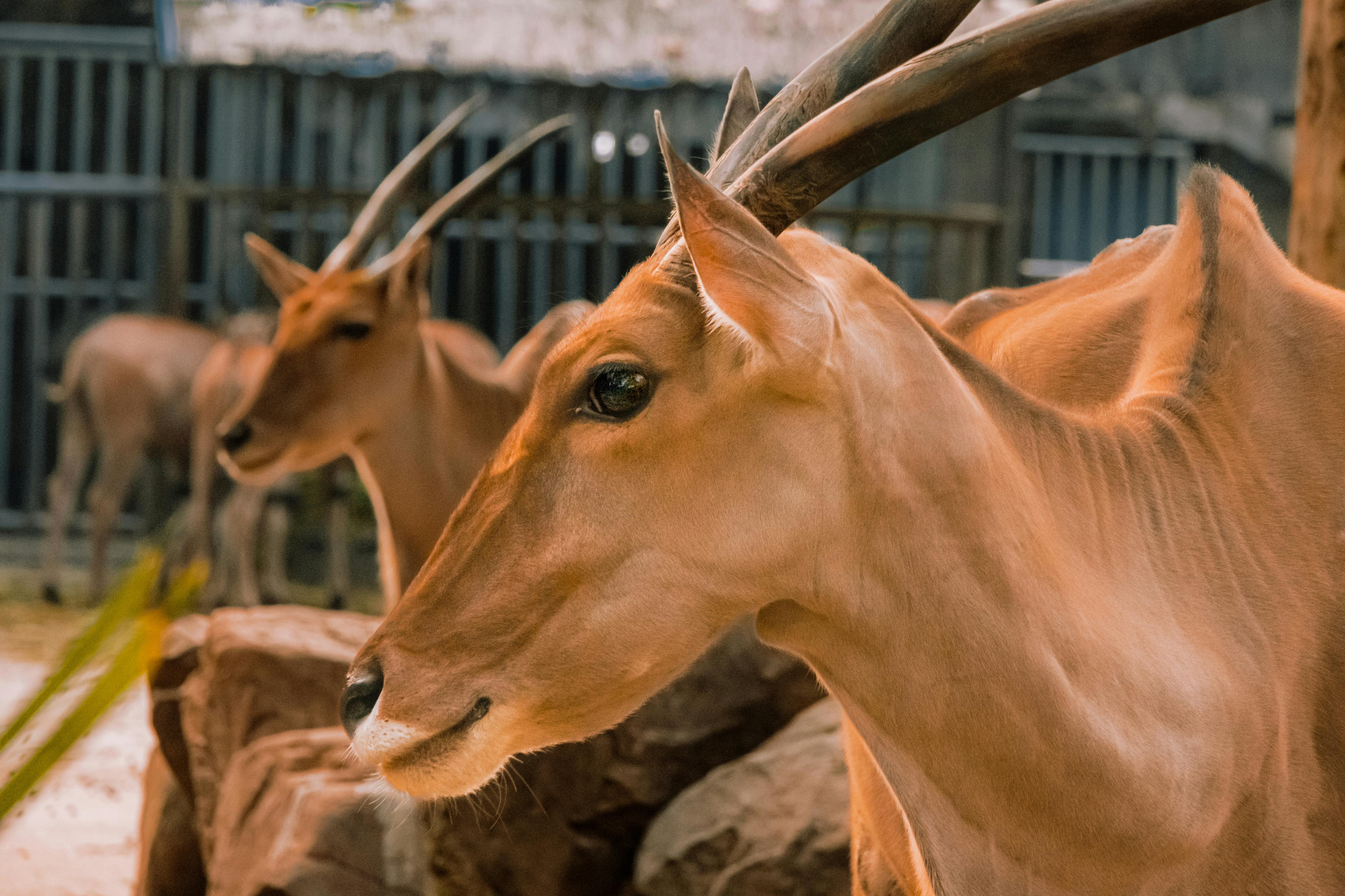 Gratuit Vue détaillée des antilopes élans avec des cornes distinctives dans un enclos extérieur. Photos