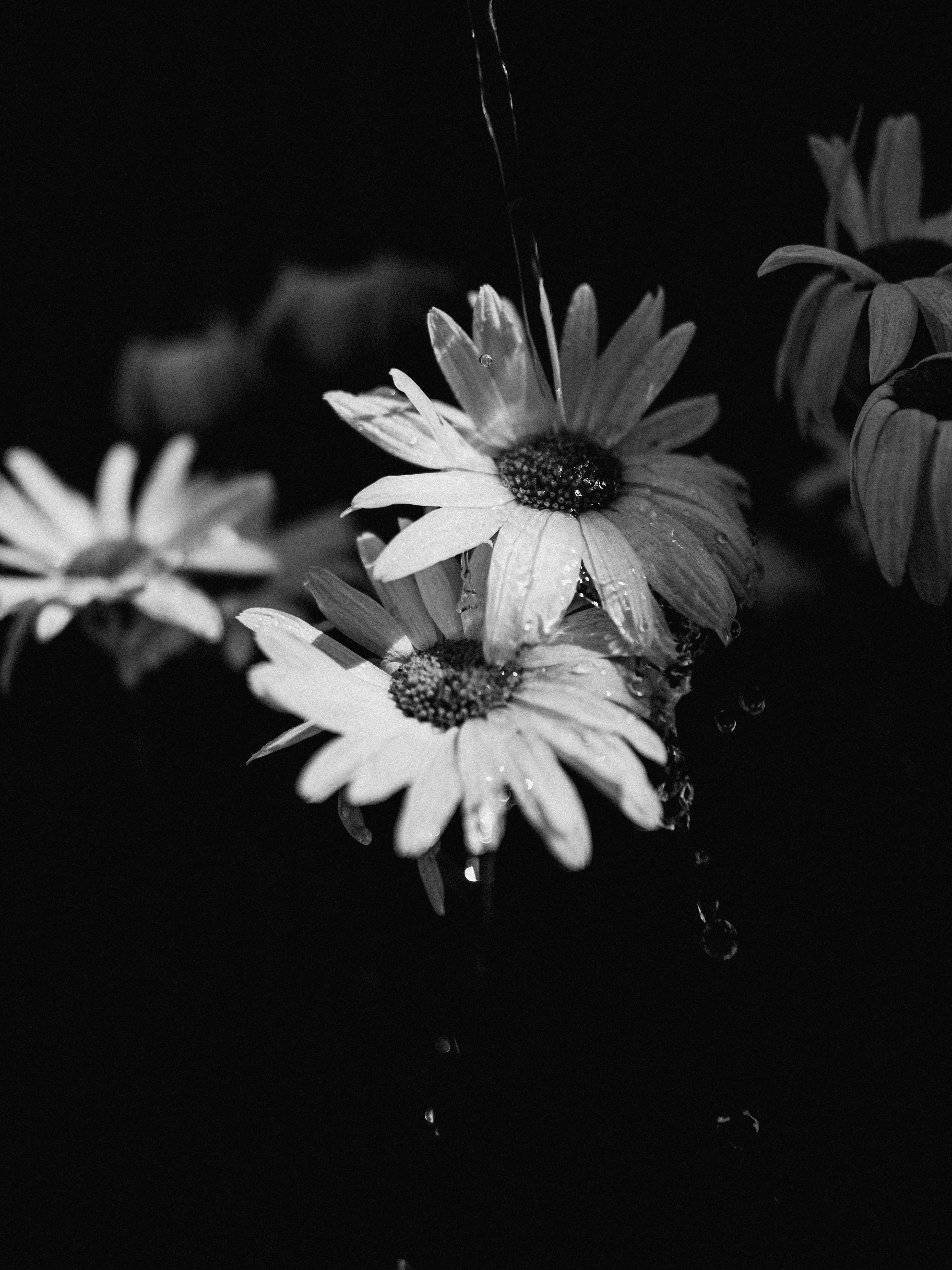 Black and White Daisy with Water Droplets · Free Stock Photo