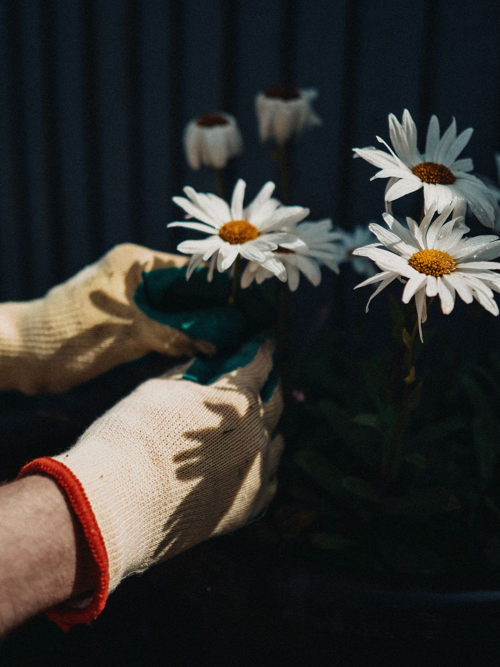 Jardinera con guantes cuidando margaritas en flor