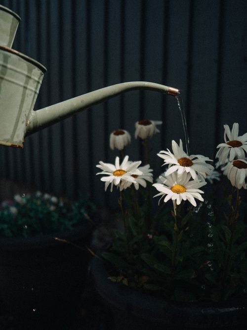 Free A watering can gently waters daisies in a tranquil outdoor garden setting. Stock Photo