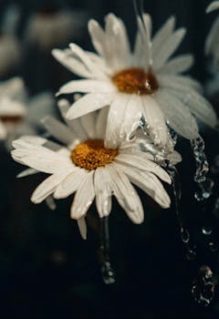 A moody close-up of white daisies with water droplets, capturing nature's beauty.
