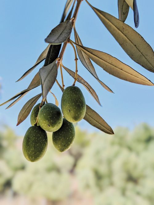 Free Detailed shot of green olives hanging from a branch against a clear sky. Stock Photo