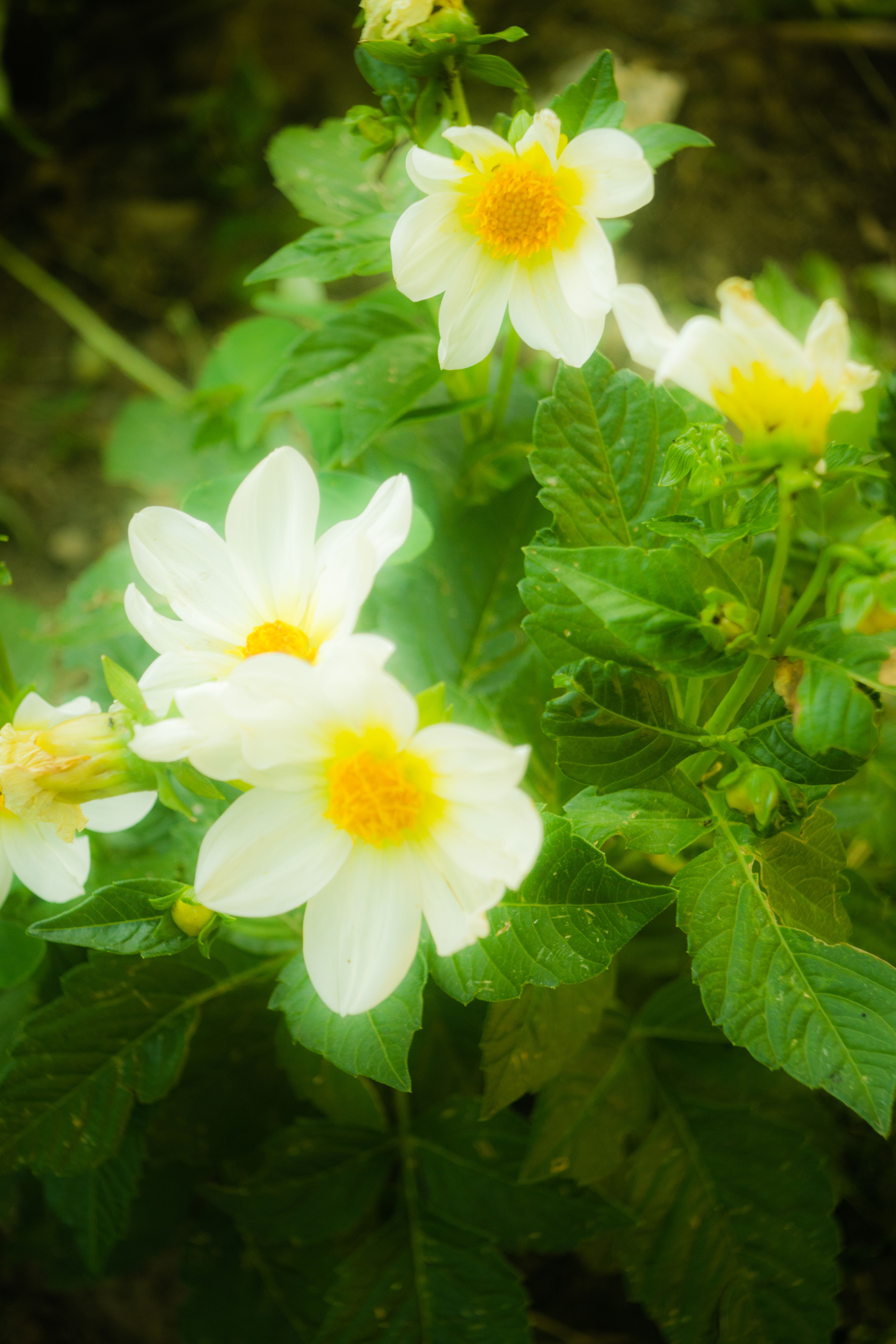 [ColoSach]-elegant-white-dahlias-with-vibrant-yellow-centers-blooming-in-ohrid's-serene-environment.
