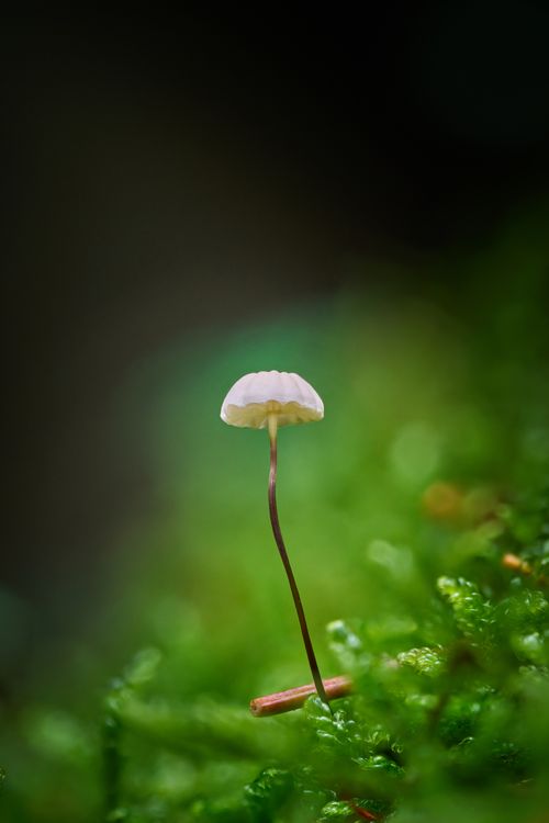 Free Close-up of a small mushroom surrounded by vibrant green moss in a natural setting. Stock Photo