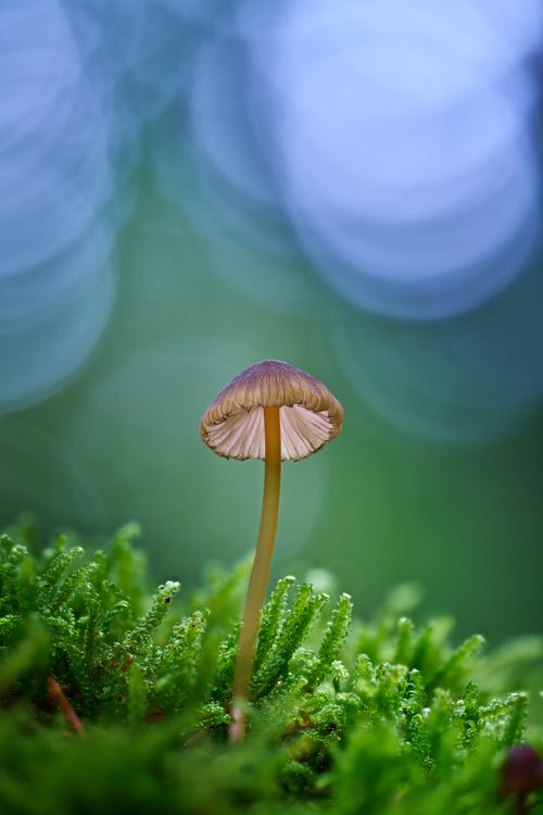Free Beautiful macro shot of a mushroom growing on vibrant green moss in natural forest setting. Stock Photo