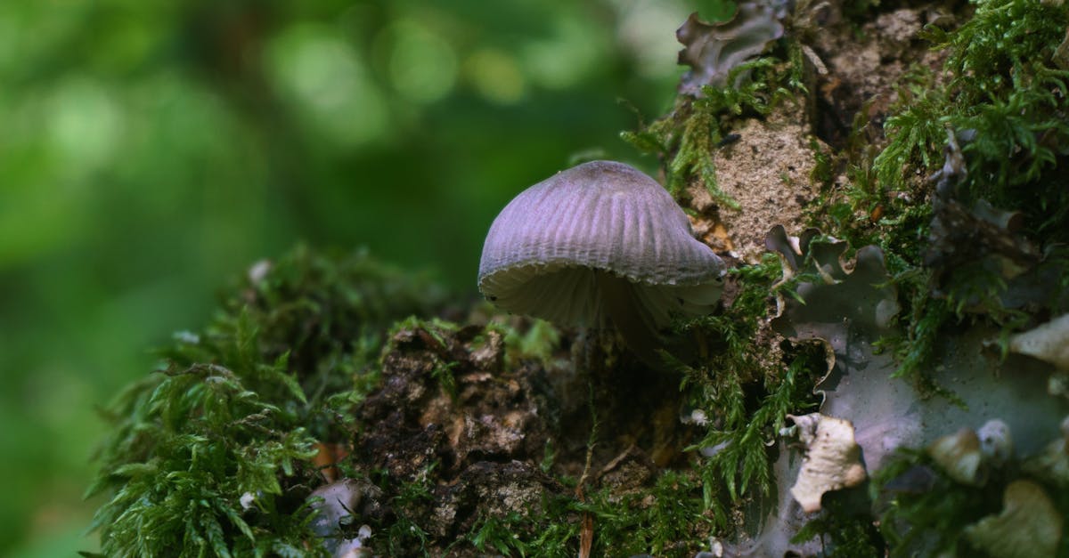 The Weaver's Dust 1 image text