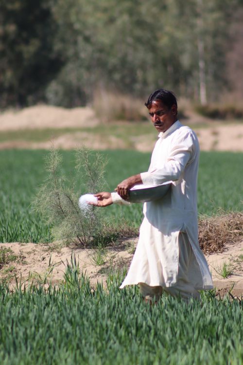 Free A farmer in traditional attire spreading fertilizer in a lush, green field on a sunny day. Stock Photo