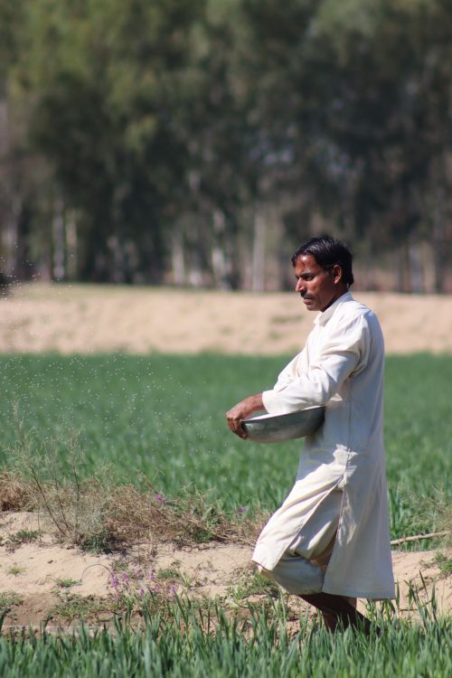 Free A farmer wearing traditional attire sows seeds in a lush green field under the sun. Stock Photo