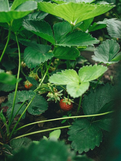 Free Close-up of ripe strawberries growing within lush green leaves, captured during summertime. Stock Photo