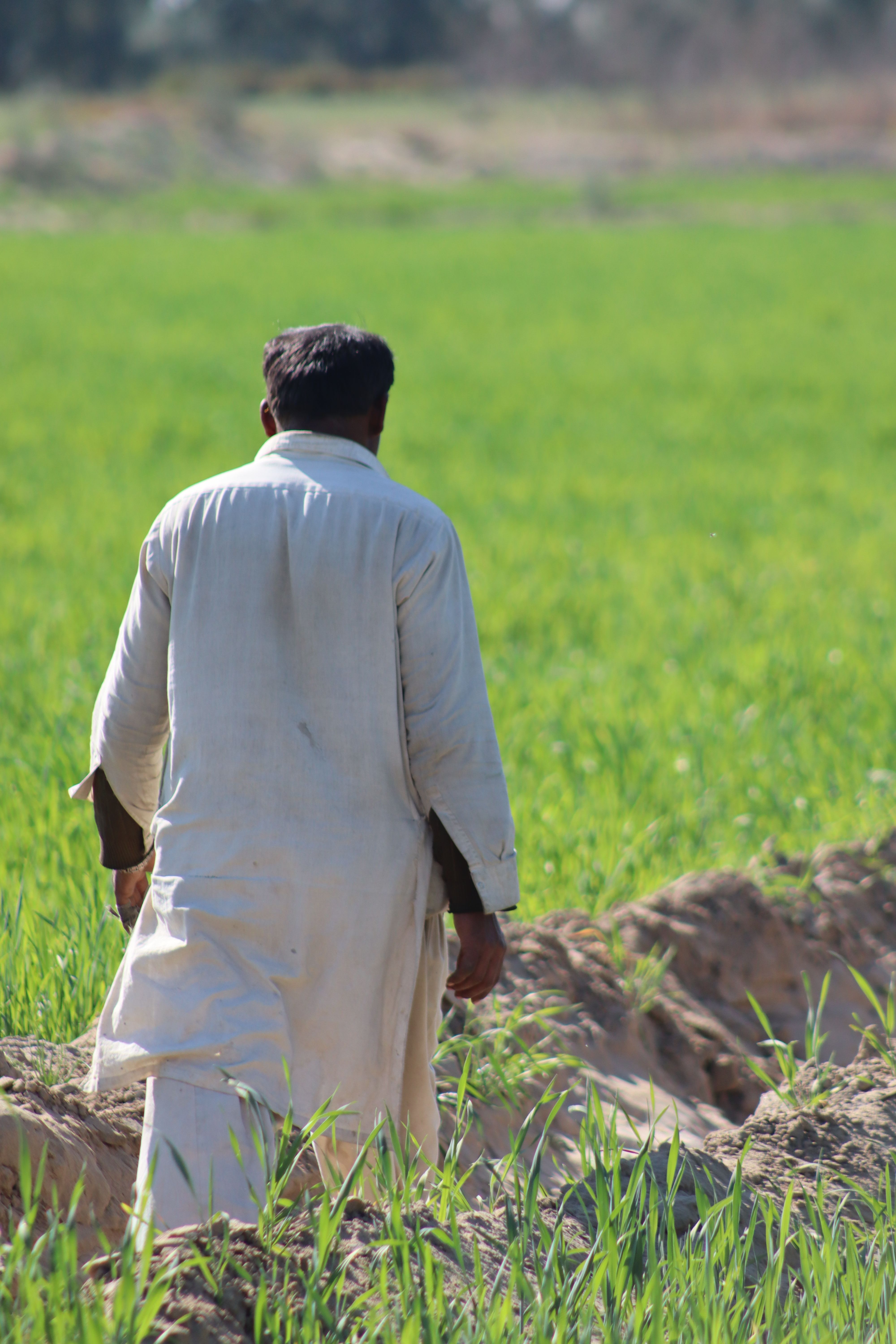 Farmer Walking Through Lush Green Field in Daylight · Free Stock Photo