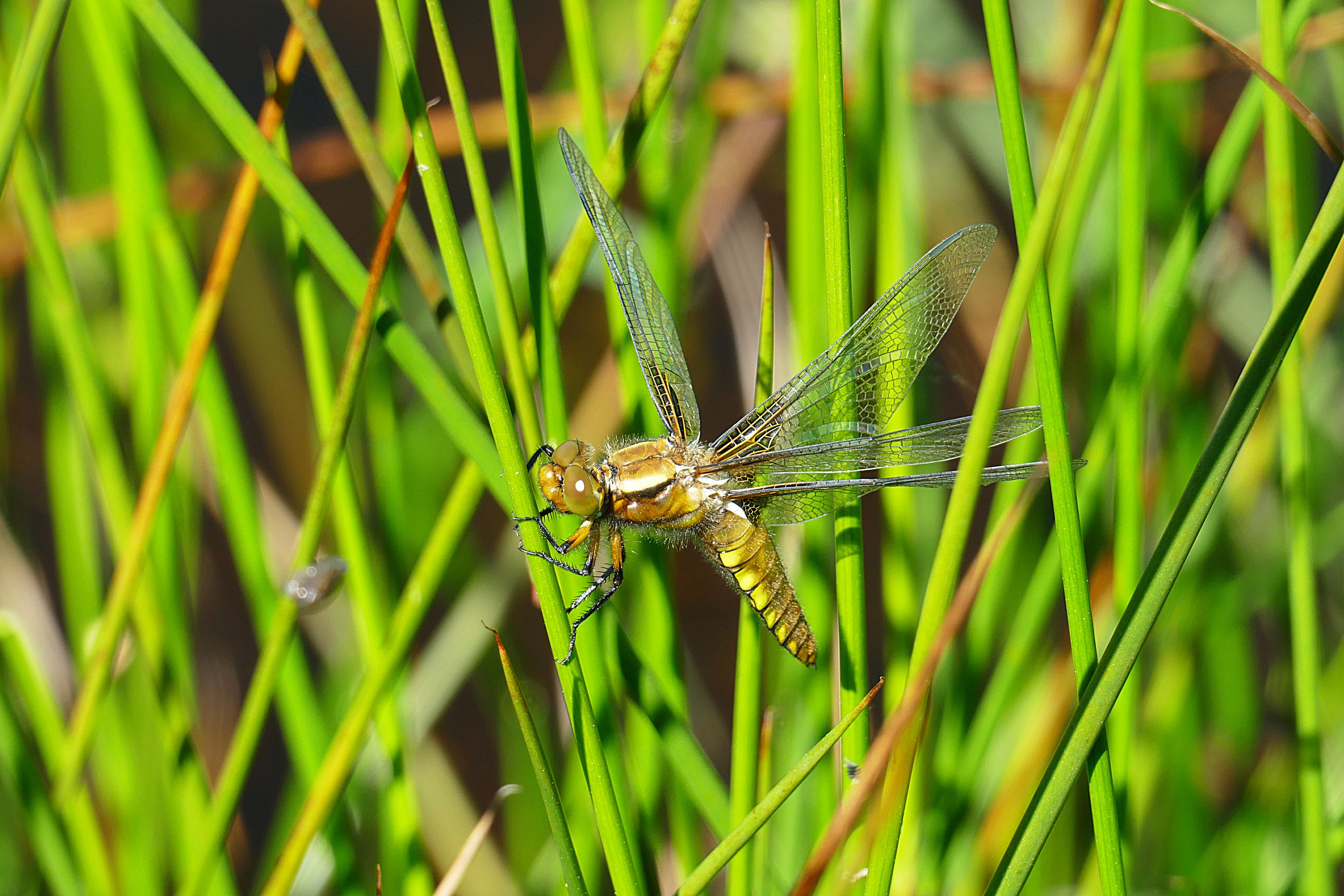 Close-up of a Dragonfly Resting on Green Grass · Free Stock Photo