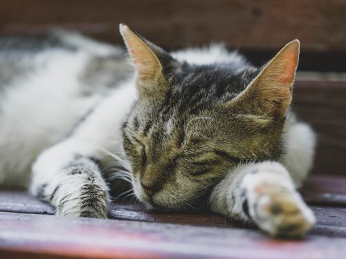 Free Close-up of a tabby cat peacefully sleeping on a wooden surface outdoors in the sun. Stock Photo