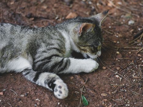 A cute tabby cat lying on earthy ground, captured in a peaceful outdoor setting.
