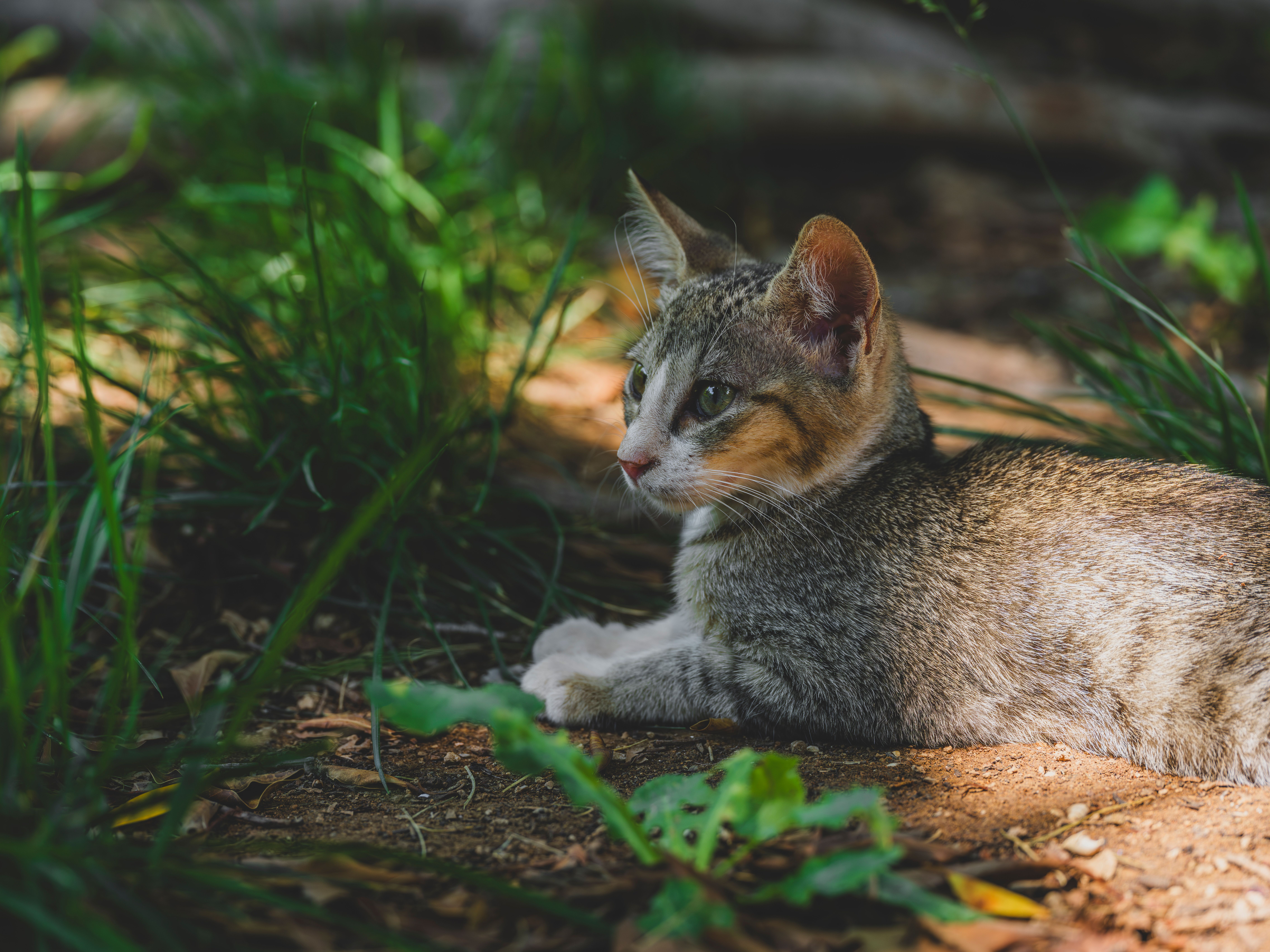 Close-Up of a Relaxing Tabby Cat Outdoors · Free Stock Photo