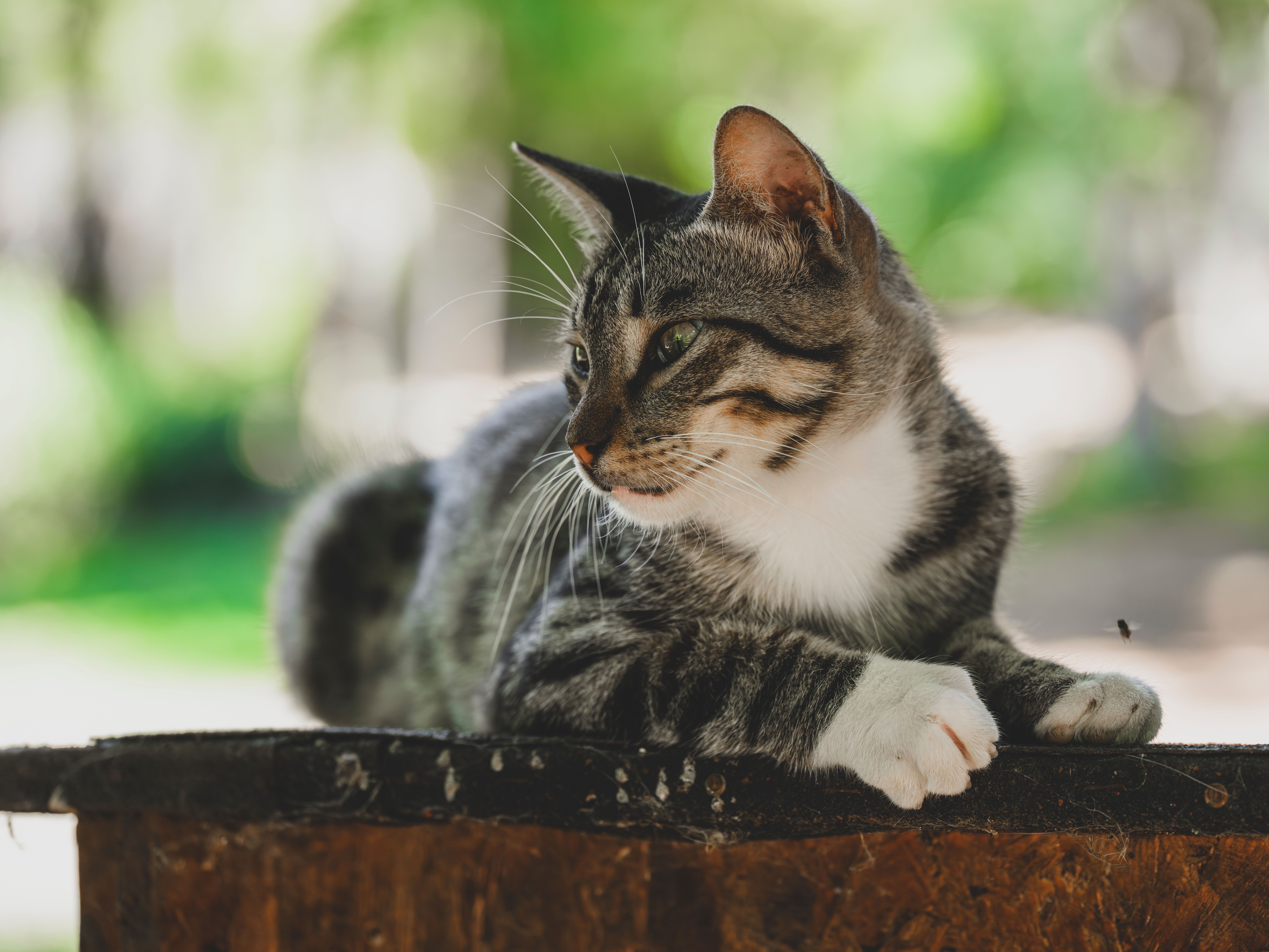 Close-up Portrait of a Relaxing Tabby Cat · Free Stock Photo