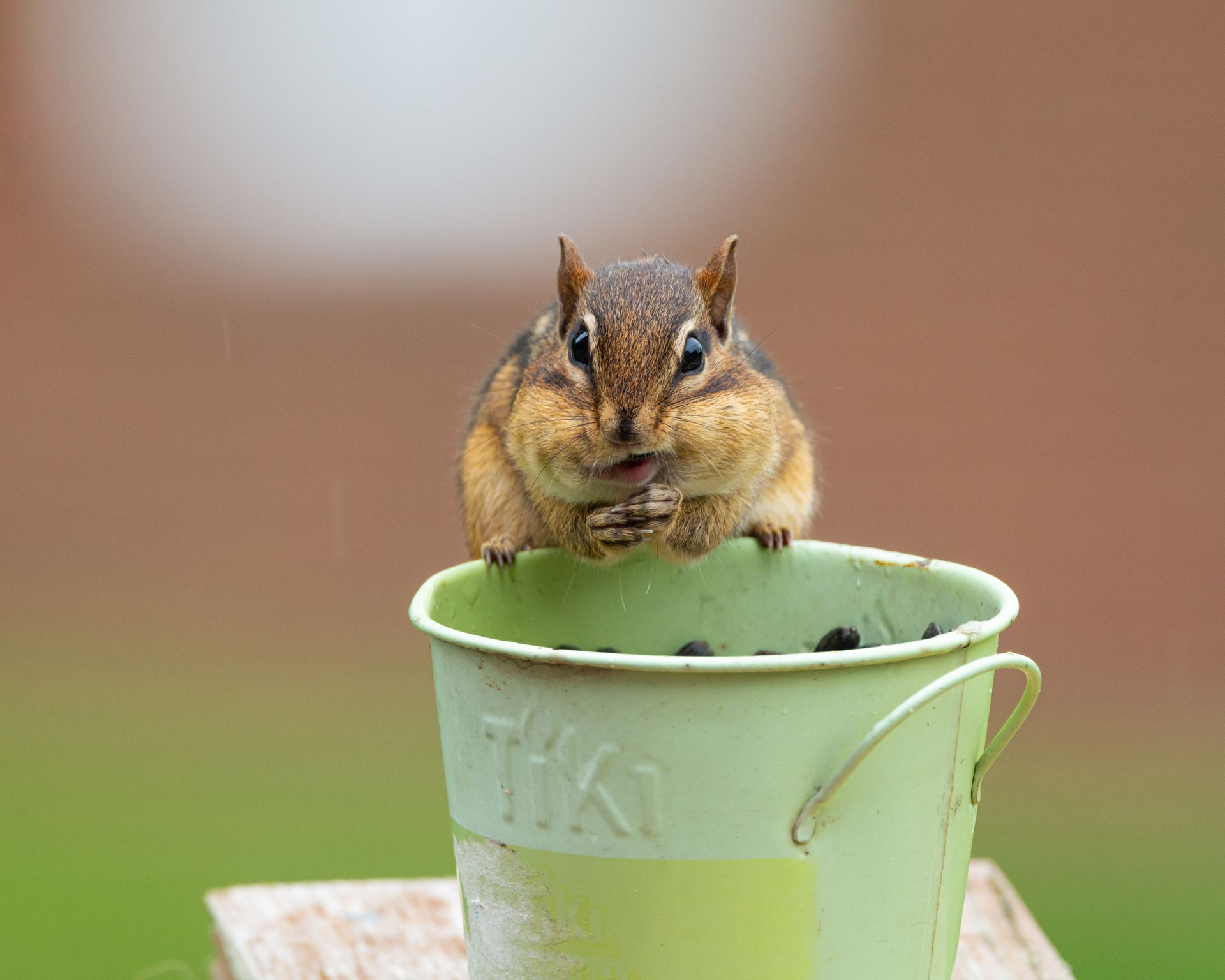 A cute chipmunk sitting in a green bucket, enjoying a snack outdoors.