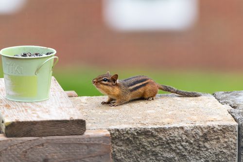 Free A chipmunk sits on a stone wall next to a green bucket filled with seeds in Canonsburg, Pennsylvania. Stock Photo
