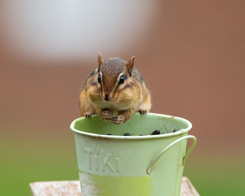 Free A cute chipmunk sits inside a green bucket, looking towards the camera outdoors. Stock Photo