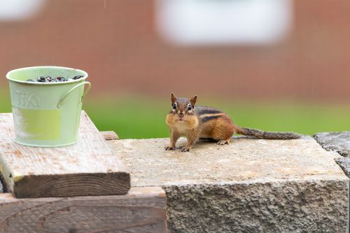 Free A chipmunk with full cheeks stares at the camera on a stone wall with a bucket of seeds nearby. Stock Photo
