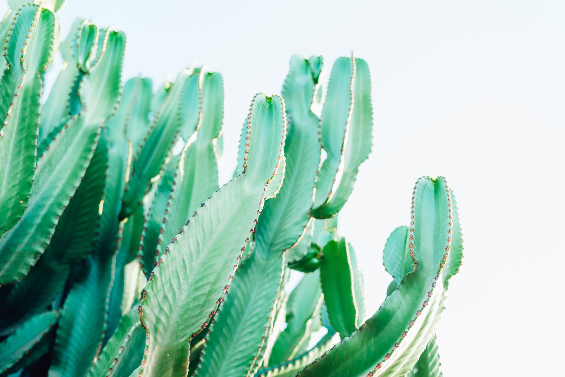 A vibrant green cactus under a clear blue sky, showcasing the beauty of desert flora.