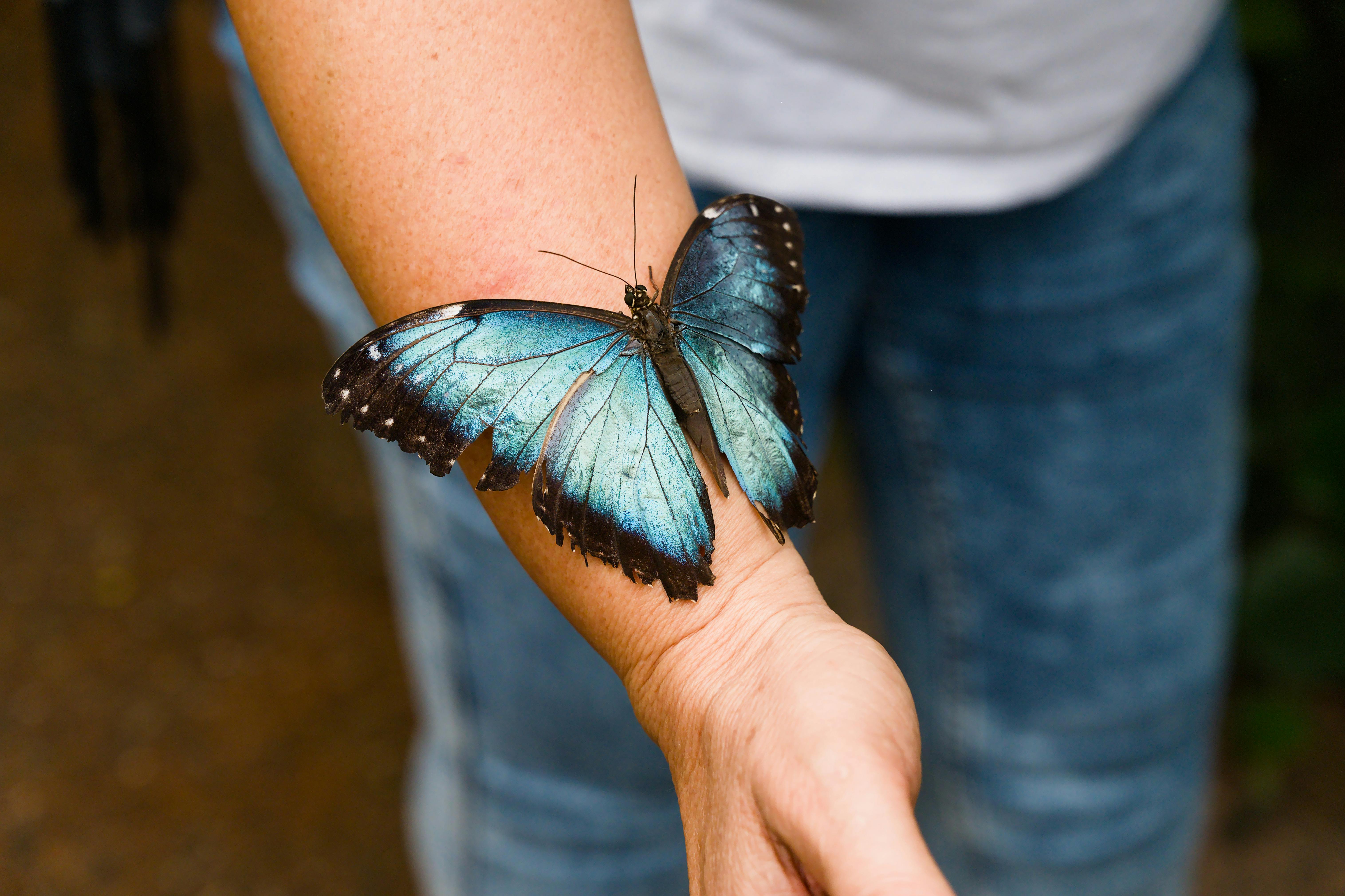 Morpho femme : Guide silhouettes mode 2026