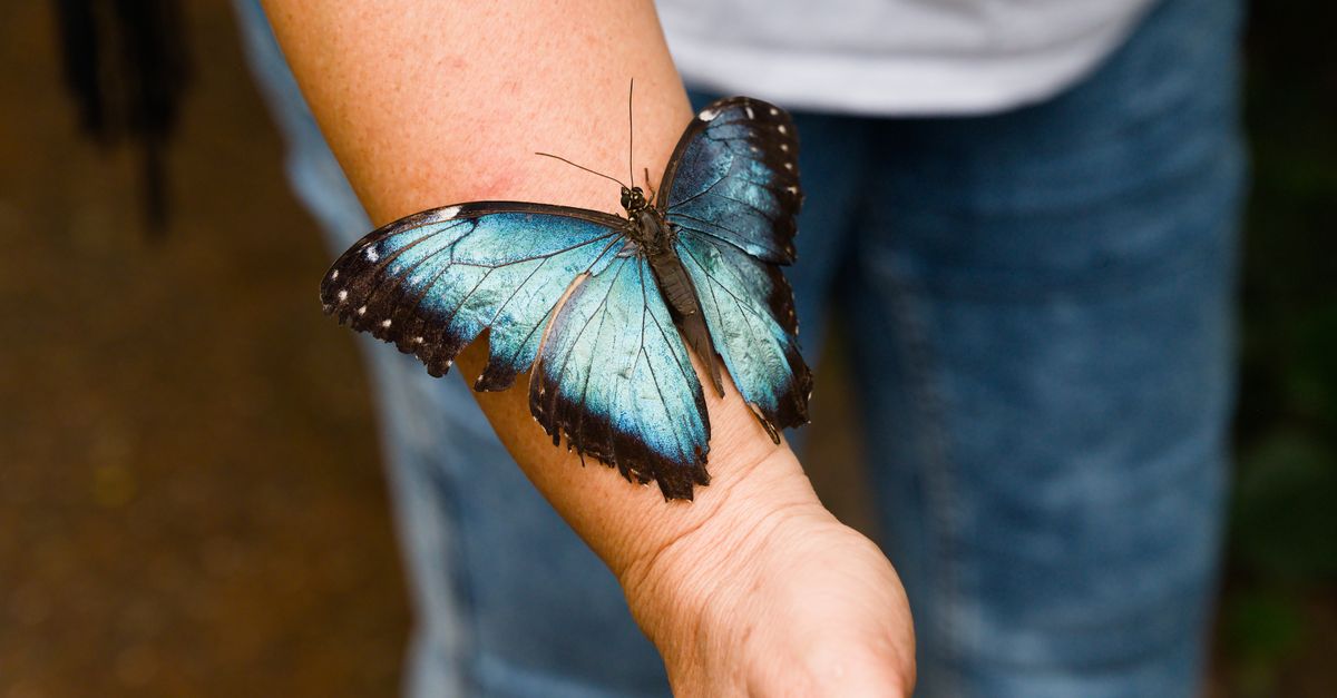 Morpho femme : Guide silhouettes mode 2026