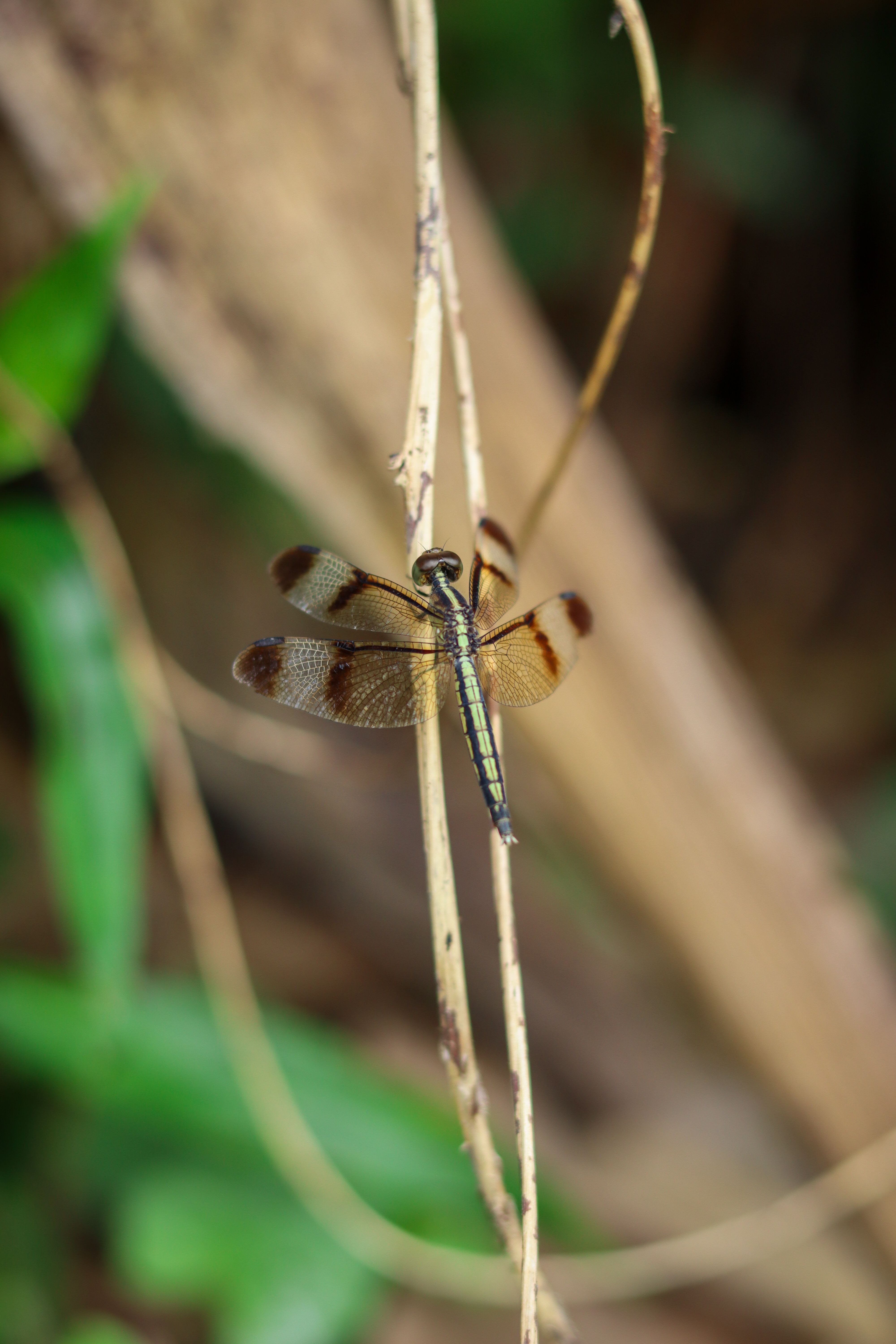 Close-up of Dragonfly Resting on Branch Outdoors · Free Stock Photo