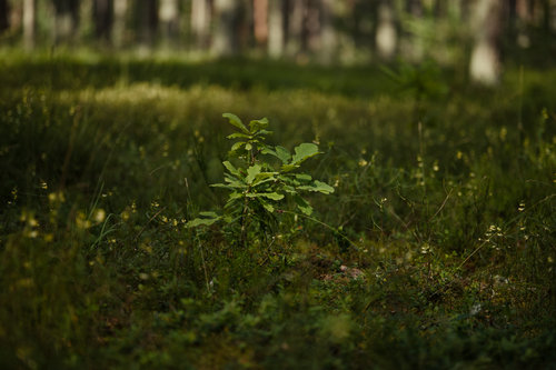Free Vibrant young oak sapling thriving in lush green forest under dappled sunlight. Stock Photo