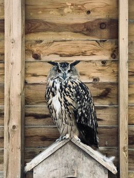 owl photo