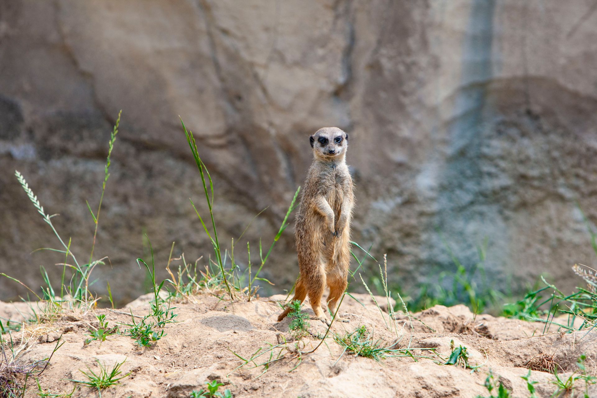 A curious meerkat stands upright on sandy ground, displaying its natural habitat.