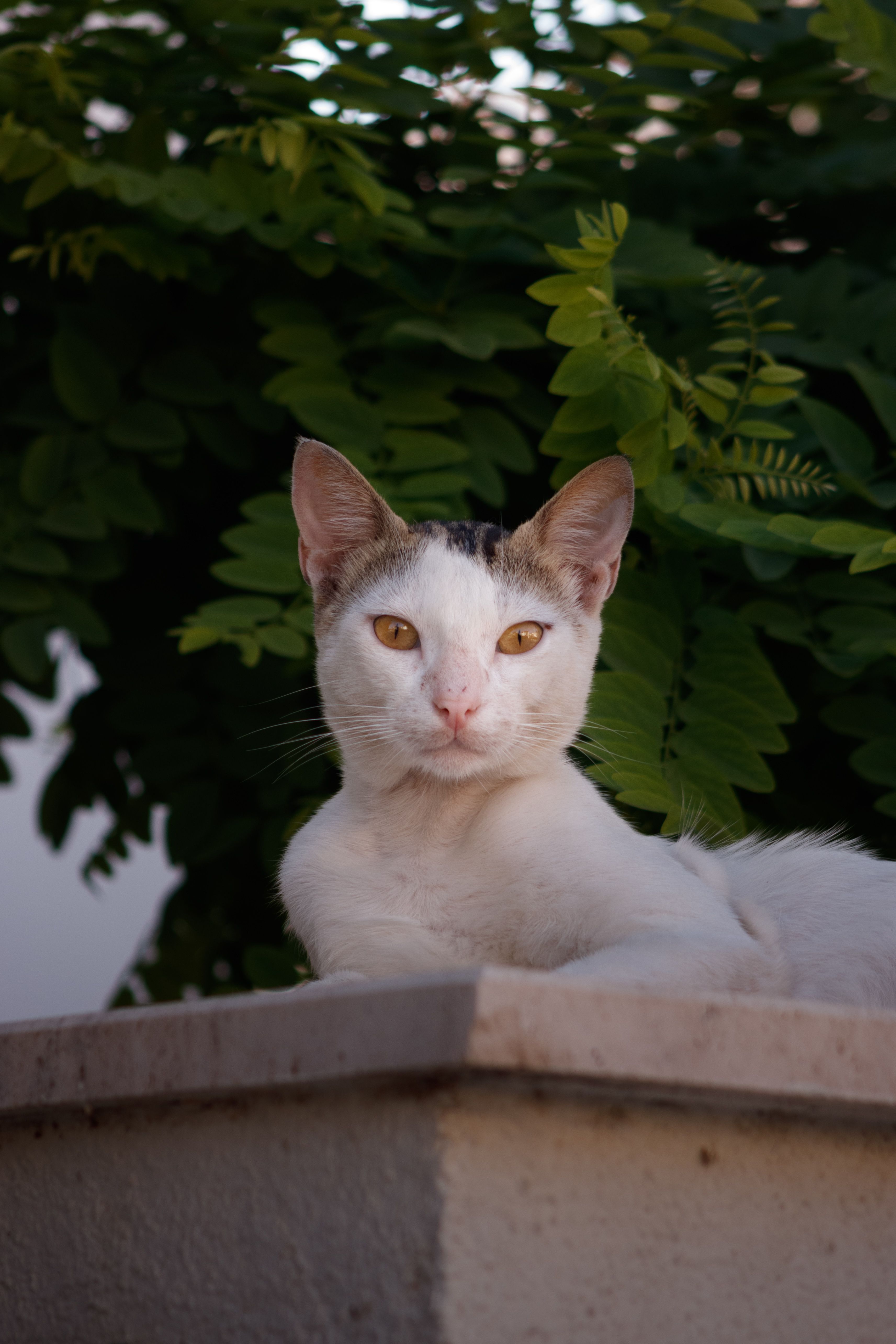 Cat 모터 Photos, Download The BEST Free Cat 모터 Stock Photos & HD Images