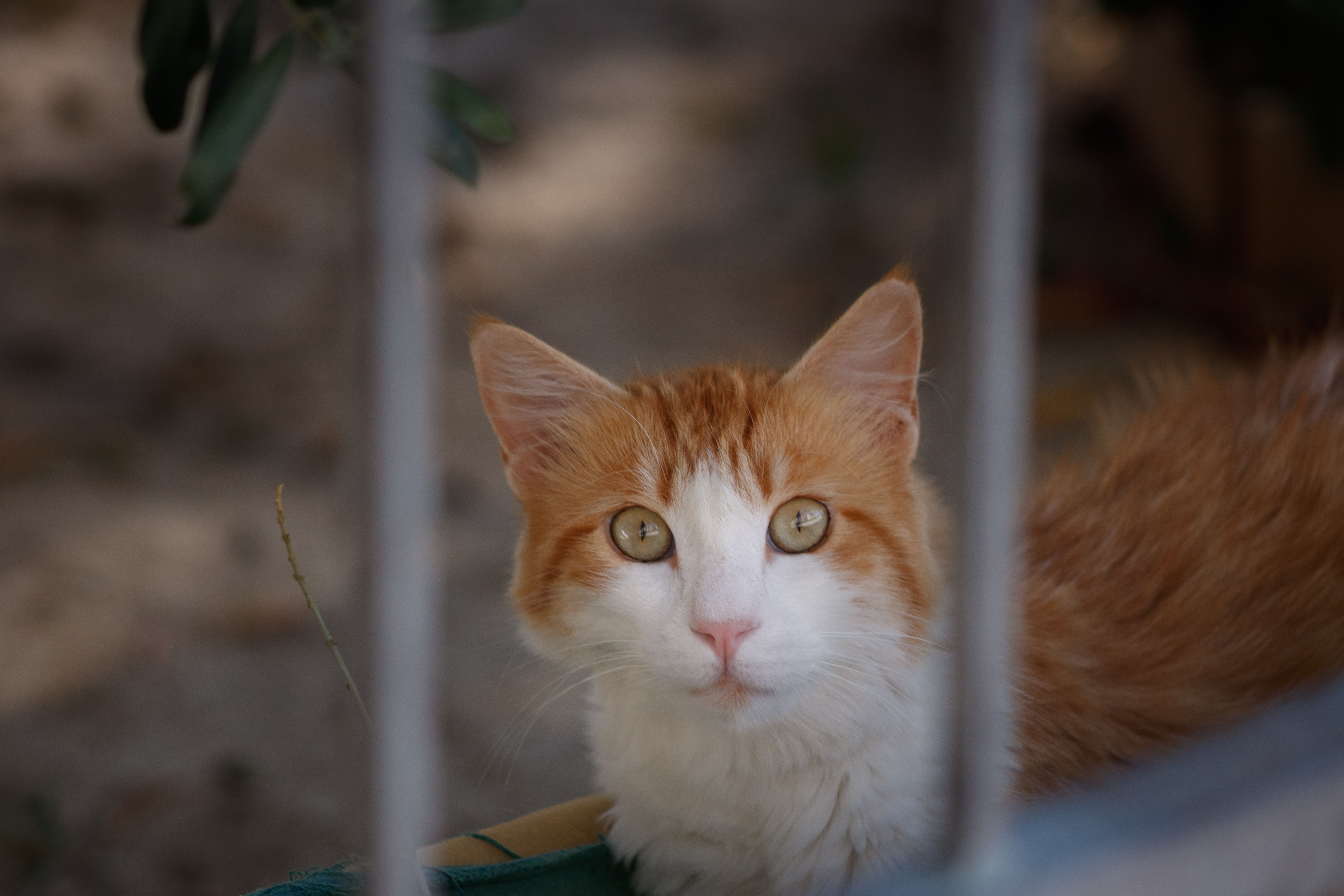 Veterinarian examining a cat during a checkup