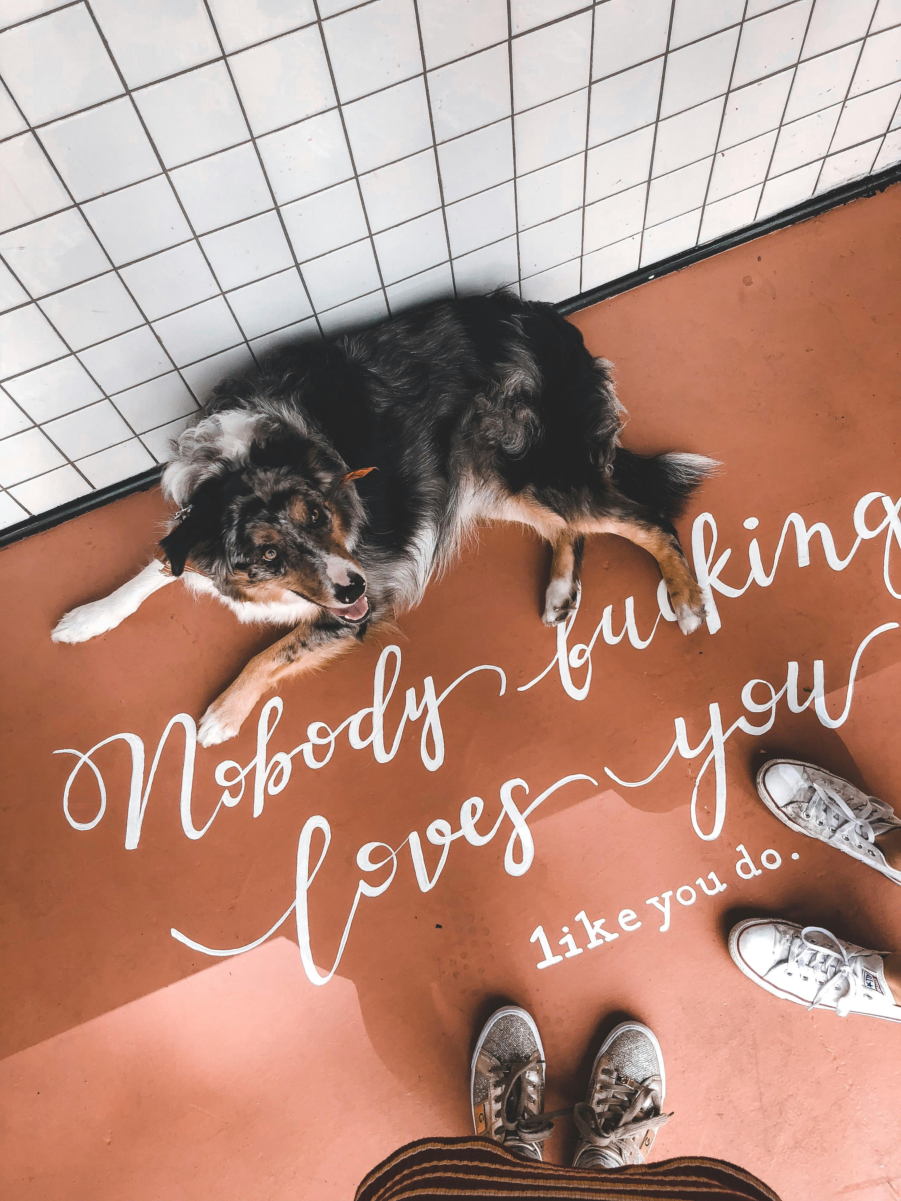 Pet Friends Forever · Pexels