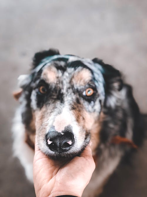 Foto Van Persoon Aanraken Hond