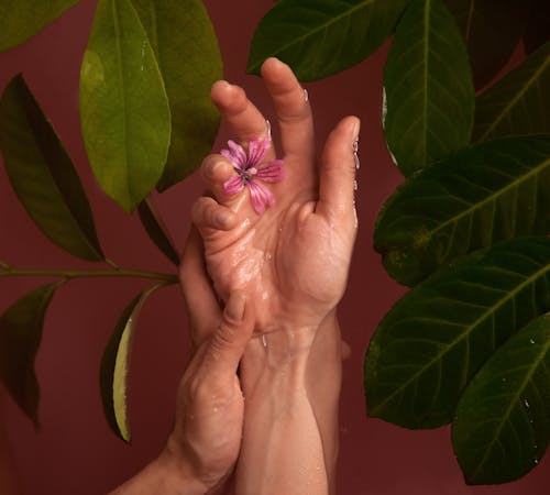 бесплатная Розовый цветок с лепестками на руке человека Стоковое фото