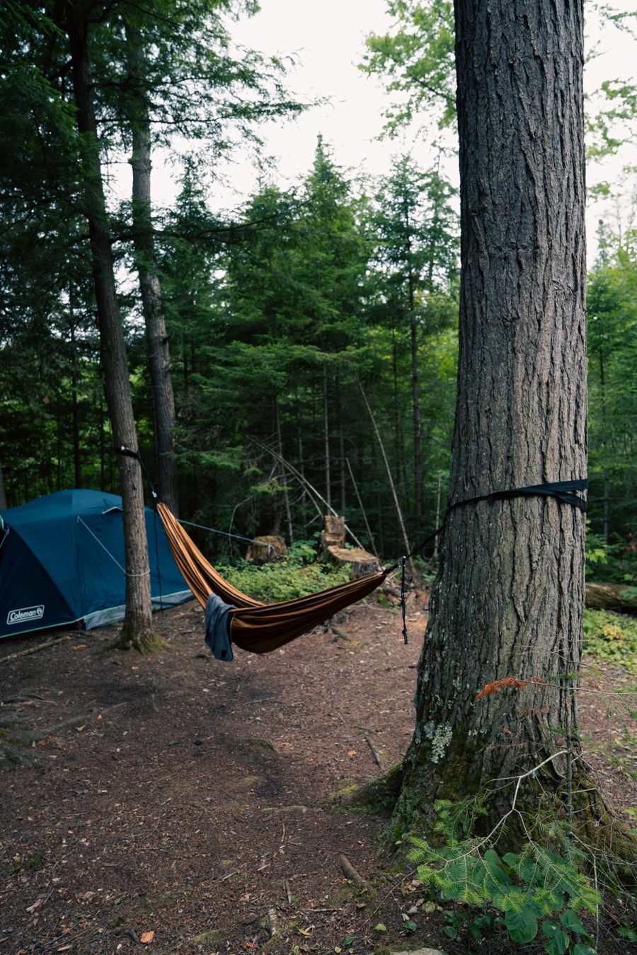 Tranquil forest camping scene featuring a tent and hammock, perfect for outdoor relaxation. Stock Photo