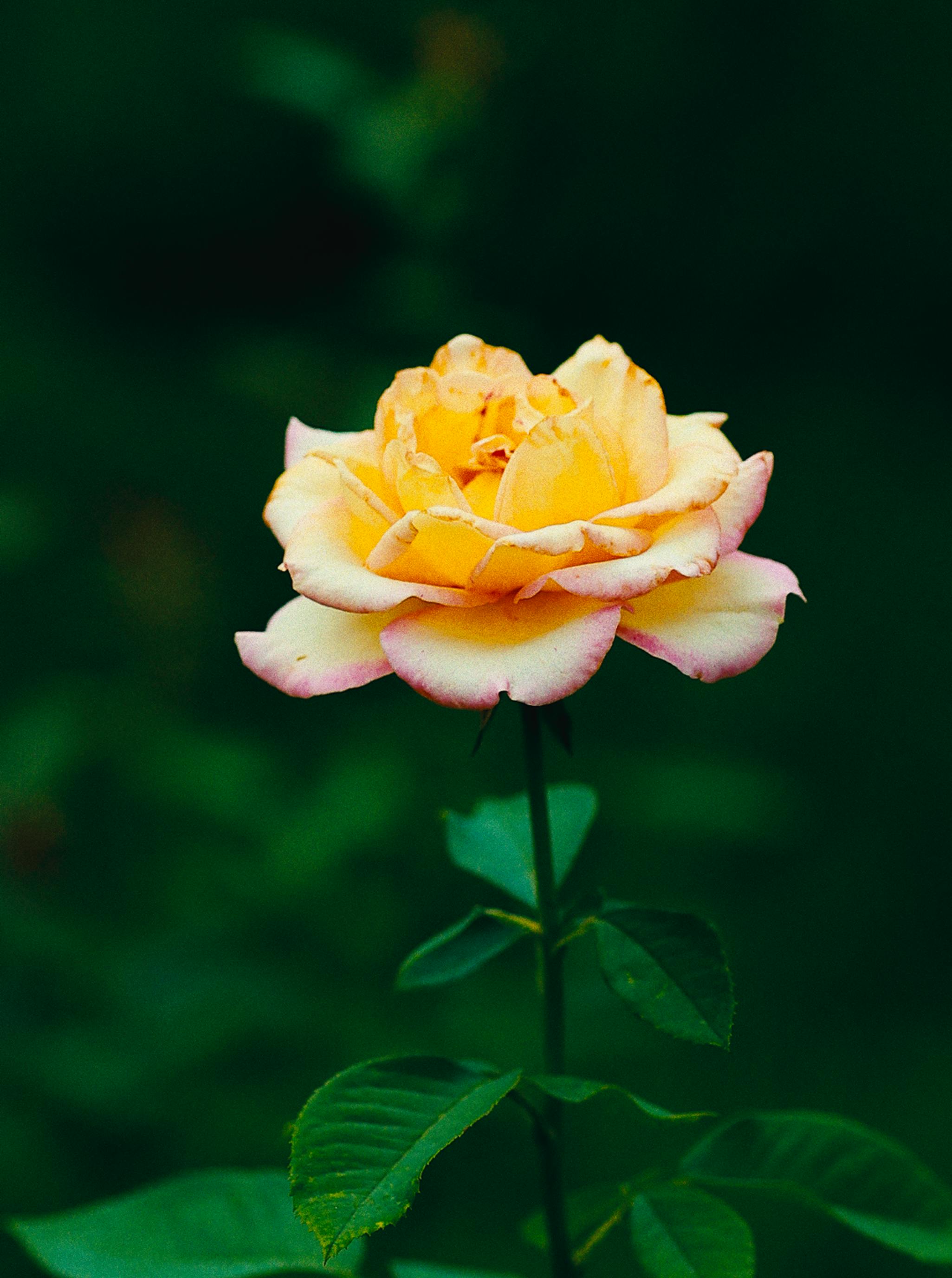 Vibrant yellow rose with pink edges against a dark green background, showcasing natural beauty.