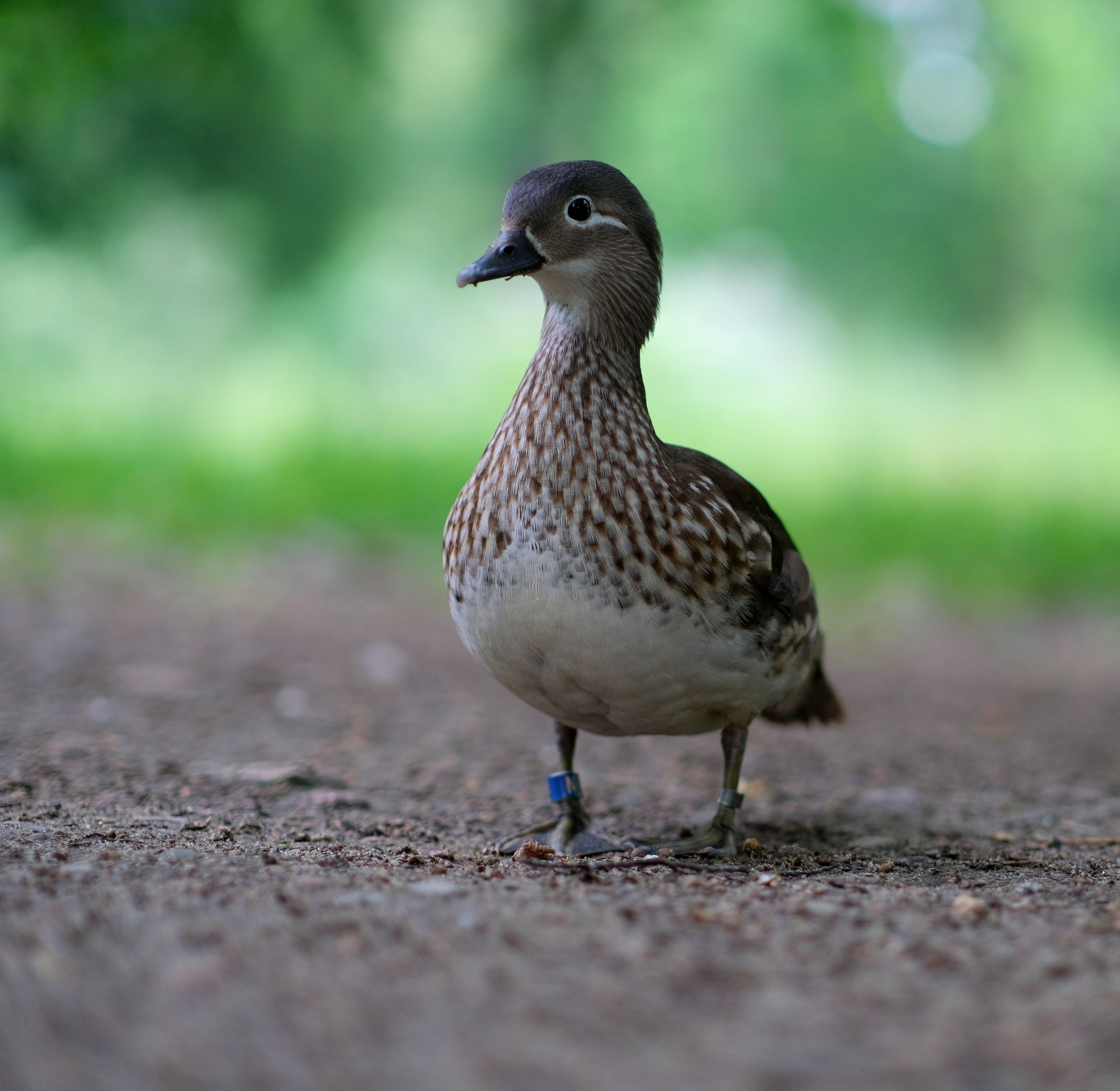 Close-Up of a Mandarin Duck in Natural Habitat · Free Stock Photo
