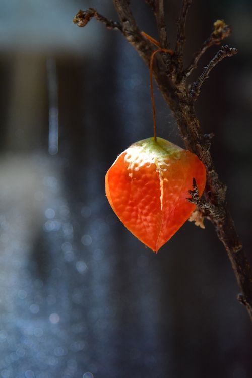 Free A vivid orange Physalis hanging from a branch against a bokeh background. Stock Photo