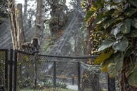 在野生动物公园里，两只猴子正攀爬着被郁郁葱葱的绿色植物包围的栅栏