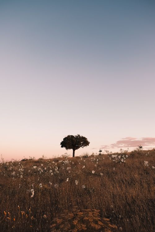 Lonely Tree in a Sunset Meadow Landscape · Free Stock Photo
