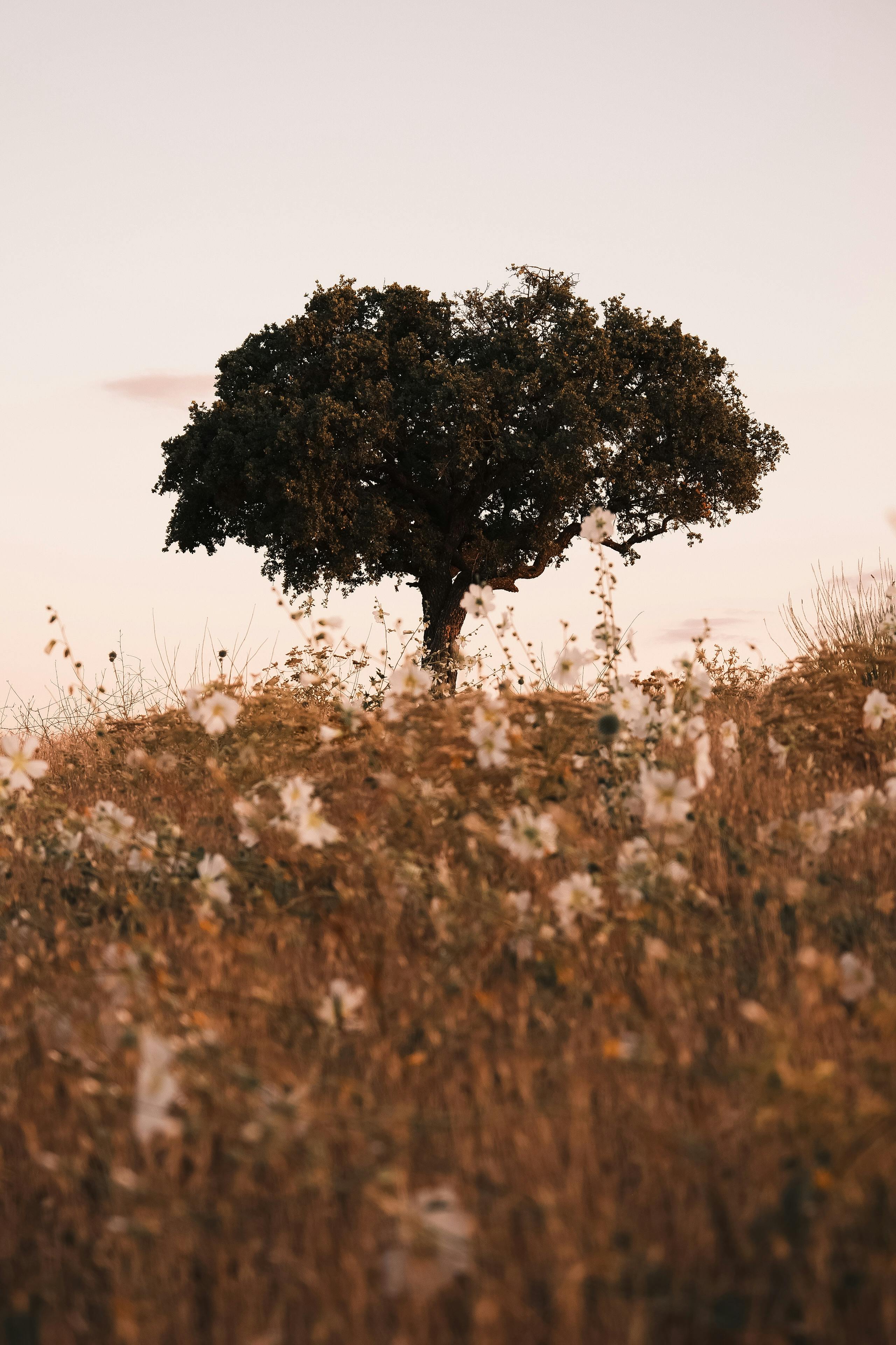 A lone tree stands on a hill surrounded by wildflowers under a soft sunset sky.